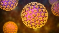 23 Kasus Hantavirus Tersebar di 9 Provinsi, Terbanyak di DKI