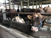 Pemprov Sumsel Pastikan Stok dan Kesehatan Hewan Kurban Jelang Idul Adha