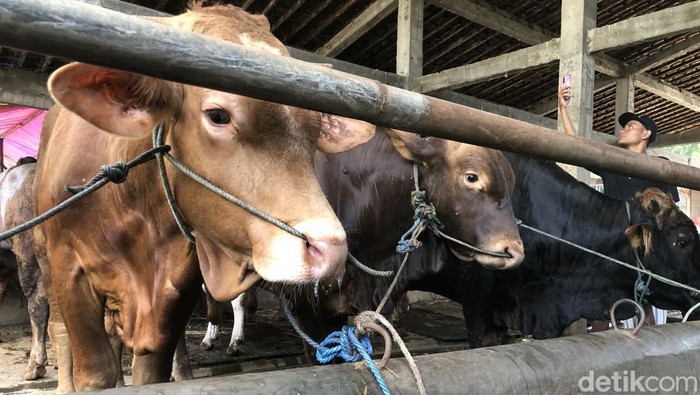 Ilustrasi sapi-sapi kurban di UD Segar Farm Pekuncen, Wirobrajan, Kota Jogja, Jumat (8/5/2026).