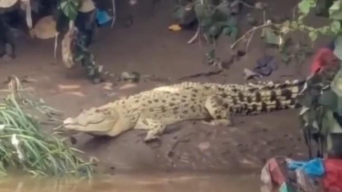 Kemunculan seekor buaya putih di bantaran Sungai Cisadane, Kedaung Wetan, Neglasari, Kota Tangerang, Banten menghebohkan warga. (dok Istimewa)