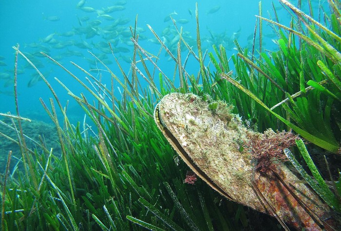 Kerang kipas Pinna nobilis di padang lamun Mediterania.