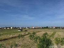 Subak di Denpasar Tersisa 1.915 Hektare, Densel dan Denut Mulai Terancam