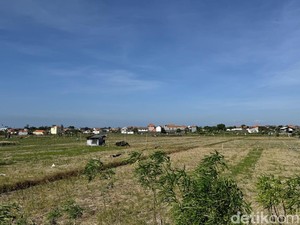 Subak di Denpasar Menyusut, Akademisi Khawatir Ancam Aspek Lingkungan-Budaya