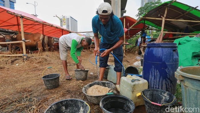 Pekerja memberi makan sapi pada lapak penjualan hewan kurban di kawasan Jalan Gatot Subroto, Jakarta, Jumat (8/5/2026). Tiga pekan menjelang Idul Adha 2026, lapak-lapak yang menjual hewan kurban mulai bermunculan di Jakarta, salah satunya lapak hewan kurban milik Said.