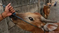 Sapi yang masih berada pada lapak penjualan hewan kurban tersebut saat ini mayoritas sudah dipesan dan tinggal menunggu di antar ke pembeli.
