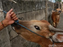 Apakah Daging Kurban Boleh Dijual, Ini Hukumnya