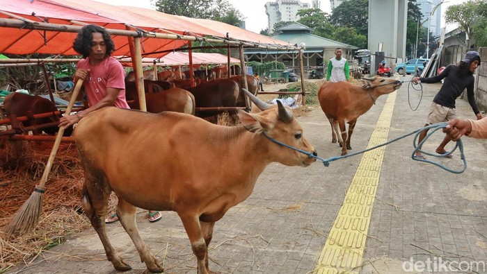 Lapak Hewan Kurban Mulai Ramai Jelang Idul Adha