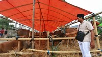 Sementara pada lapak penjualan hewan kurban tersebut untuk sapi dengan bobot 400kg keatas dijual dengan harga Rp 60 juta.