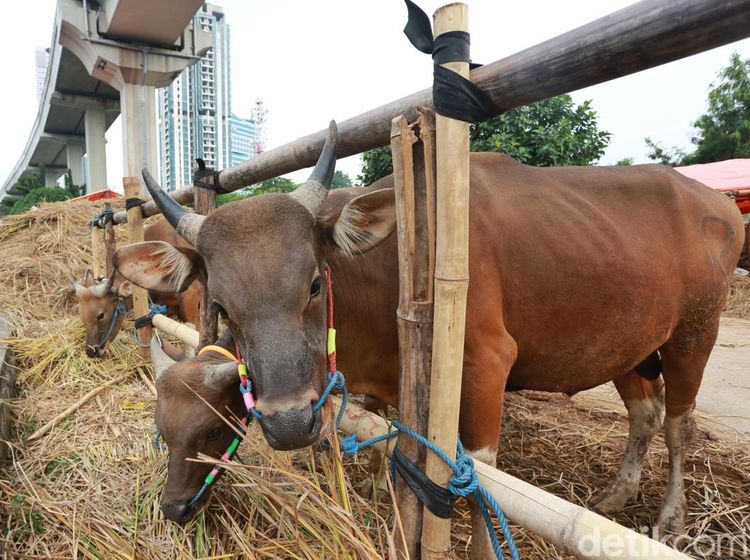 Lapak Hewan Kurban Mulai Ramai Jelang Idul Adha