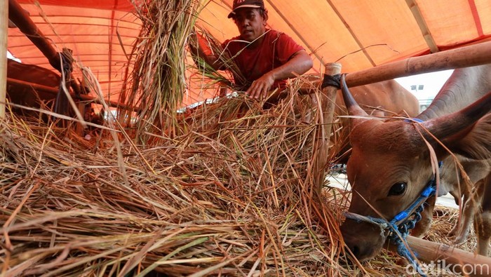 Pekerja memberi makan sapi pada lapak penjualan hewan kurban di kawasan Jalan Gatot Subroto, Jakarta, Jumat (8/5/2026). Tiga pekan menjelang Idul Adha 2026, lapak-lapak yang menjual hewan kurban mulai bermunculan di Jakarta, salah satunya lapak hewan kurban milik Said.