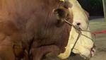 Penampakan 1 Sapi Jumbo Maia Estianty untuk Kurban