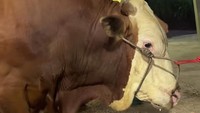 Sapi jumbo milik Maia Estianty tubuhnya berotot. Ini adalah satu dari dua sapi yang dibeli oleh Maia. Foto: Instagram Story @irfanhakim75