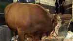 Penampakan 1 Sapi Jumbo Maia Estianty untuk Kurban