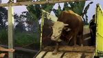 Penampakan 1 Sapi Jumbo Maia Estianty untuk Kurban