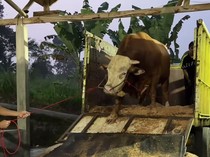 Penampakan 1 Sapi Jumbo Maia Estianty untuk Kurban
