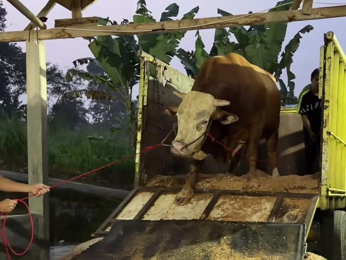 Satu sapi kurban milik Maia Estianty.