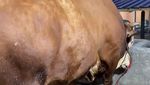 Penampakan 1 Sapi Jumbo Maia Estianty untuk Kurban