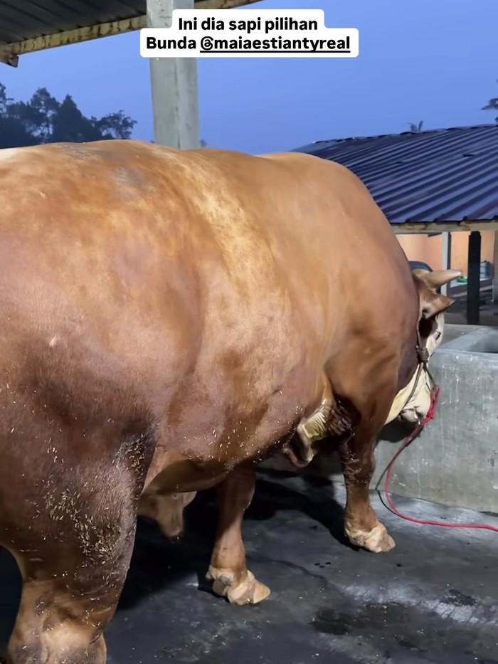 Satu sapi kurban milik Maia Estianty.