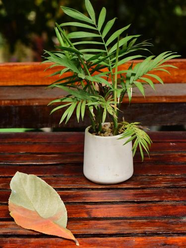 Parlor Palm Parlor Palm