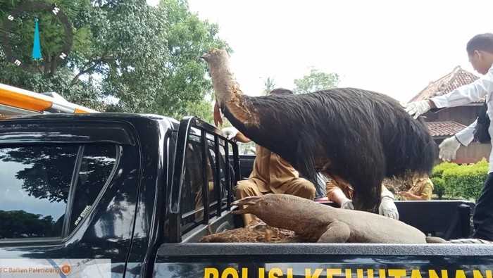 Penampakan opsetan yang diserahkan Musem Balaputra Dewa ke BKSDA Sumsel.