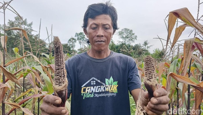 Petani Lumajang terancam gagal panen akibat serangan hama tikus