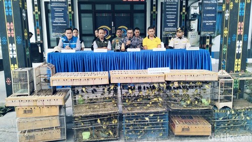 Sejumlah burung dalam sangkar yang hendak diselundupkan diperlihatkan saat konferensi pers di Mako Lanal Labuan Bajo, Manggarai Barat, NTT, Jumat (8/5/2026). (Foto: Ambrosius Ardin/detikBali)