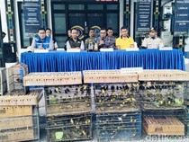 Burung Endemik Flores Diselundupkan untuk Dijual di Surabaya Rp 550 Ribu