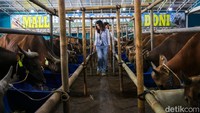 Tak hanya sapi kelas menengah, tersedia pula sapi premium dengan harga mencapai ratusan juta rupiah yang turut diminati pembeli.
