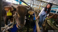 Beragam jenis sapi unggulan ditawarkan, mulai dari Limousin, Simmental, White Brahman, hingga Belgian Blue dengan harga yang bervariasi.