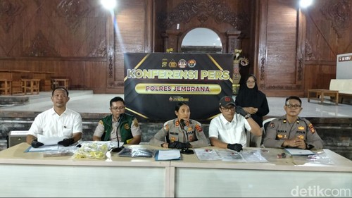 Kapolres Jembrana AKBP Kadek Citra Dewi Suparwati menggelar konferensi pers kasus dokumen palsu pengiriman hewan ternak di aula Auditorium Pemkab Jembrana, Sabtu (9/5/2026). (Foto: Putu Adi/detikBali)