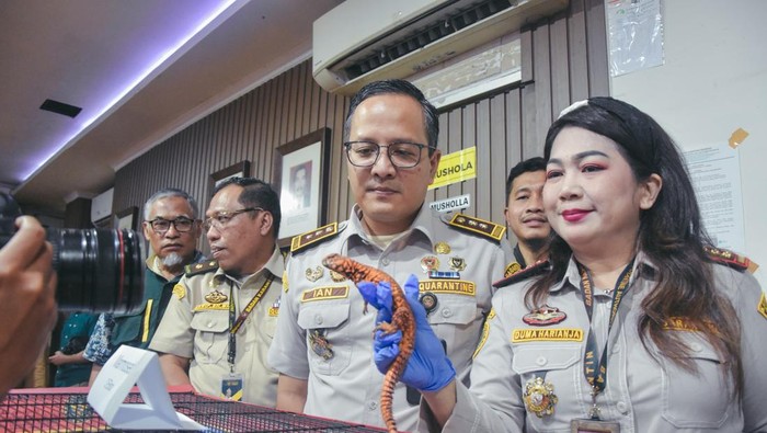 Pengungkapan penyelundupan Kadal Panama dan Marmoset di Bandara Soekarno Hatta, Tangerang, Banten.