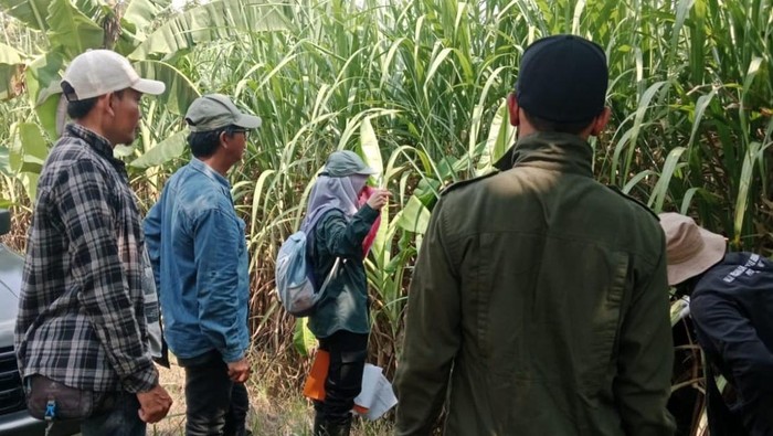 Petani Cirebon Genjot Benih Tebu demi Swasembada Gula