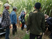 Petani Cirebon Genjot Benih Tebu demi Swasembada Gula