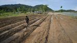 Petani Padang Pariaman Bangkit Perbaiki Sawah Pascabanjir