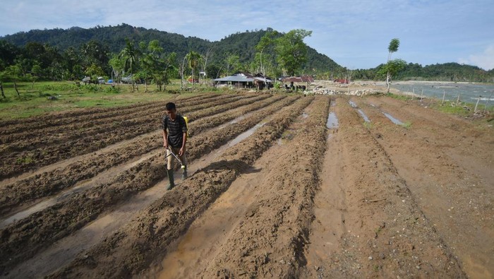 Foto udara sejumlah warga memperbaiki lahan sawahnya yang rusak dengan menggali material sisa banjir bandang di Asam Pulau, Padang Pariaman, Sumatera Barat, Kamis (7/5/2026). Warga dan petani setempat memperbaiki secara mandiri lahan pertanian yang rusak akibat bencana November 2025. ANTARA FOTO/Fitra Yogi/tom.