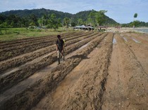 Petani Padang Pariaman Bangkit Perbaiki Sawah Pascabanjir