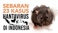 Infografis: 23 Kasus Hantavirus di Indonesia, Sebaran dan Gejalanya