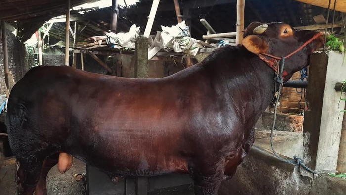 Sapi limosin yang diberi nama bagong milik peternak Kasidi Kota Magelang seharga Rp 90 juta.