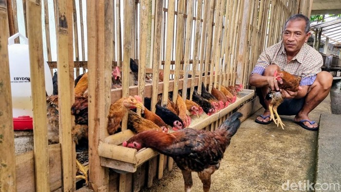 Budidaya ayam Sengkuni di Ponorogo.