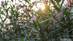 Bunga Oleander Bermekaran, Jalur Pedestrian Bekasi Timur Makin Cantik