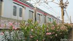 Bunga Oleander Bermekaran, Jalur Pedestrian Bekasi Timur Makin Cantik