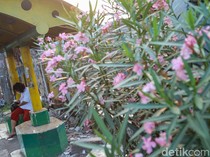 Bunga Oleander Bermekaran, Jalur Pedestrian Bekasi Timur Makin Cantik