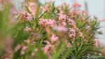 Bunga Oleander Bermekaran, Jalur Pedestrian Bekasi Timur Makin Cantik