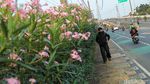 Bunga Oleander Bermekaran, Jalur Pedestrian Bekasi Timur Makin Cantik
