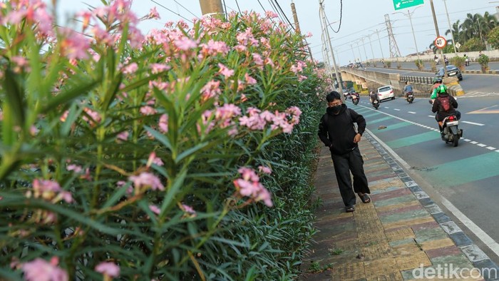 Suasana berbeda terlihat di sepanjang Jalan Bekasi Timur Raya, Jakarta Timur, saat deretan bunga oleander bermekaran dan mempercantik jalur pedestrian, Minggu (10/5/2026). Warna merah muda dari bunga jenis Nerium oleander tampak mencolok di tengah dominasi abu-abu jalanan perkotaan.