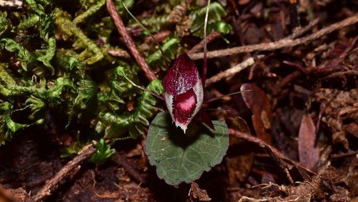 Corybas holttummii, salah satu dari 10 spesies anggrek baru yang diidentifikasi BRIN bersama mitra.