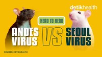 Infografis: Andes Virus Vs Seoul Virus, Hantavirus Paling Banyak Disebut Saat Ini