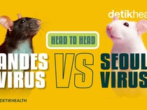 Infografis: Andes Virus Vs Seoul Virus, Hantavirus Paling Banyak Disebut Saat Ini
