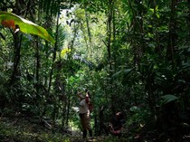 Peran Pasar Karbon dalam Melindungi Hutan dan Memulihkan Ekosistem