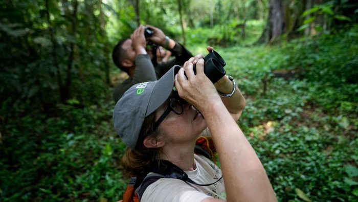 Menyusuri Hutan Panama, Pengamat Burung Ramaikan Global Big Day